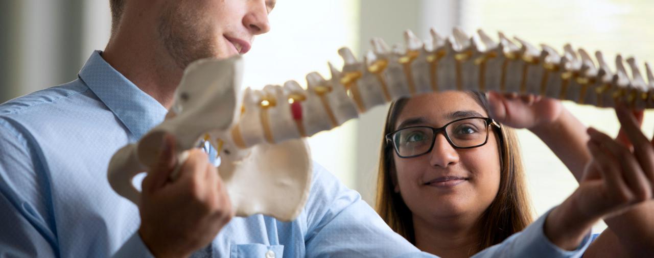 A student being shown a model spine